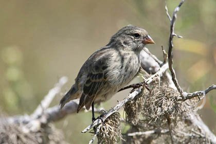 Small Ground-finch Photo @ Kiwifoto.com