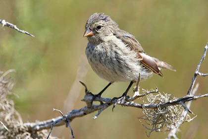 Small Ground-finch Photo @ Kiwifoto.com