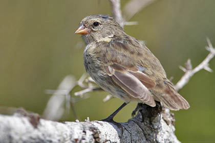 Small Ground-finch Image @ Kiwifoto.com