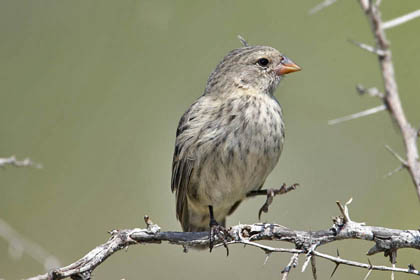 Small Ground-finch Image @ Kiwifoto.com