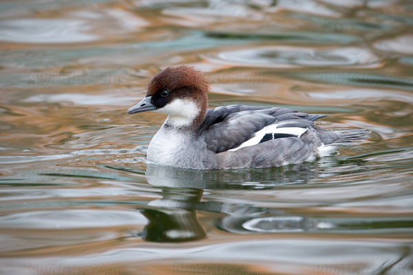 Smew Image @ Kiwifoto.com