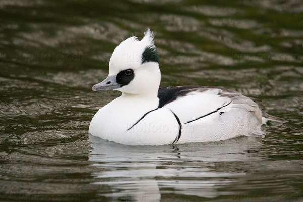 Smew Picture @ Kiwifoto.com