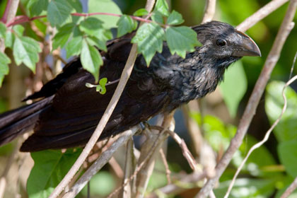 Smooth-billed Ani Image @ Kiwifoto.com