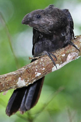 Smooth-billed Ani Image @ Kiwifoto.com