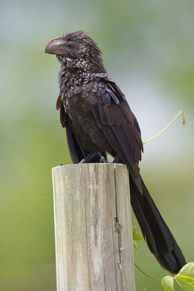 Smooth-billed Ani Image @ Kiwifoto.com