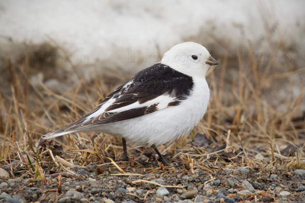 Snow Bunting Picture @ Kiwifoto.com