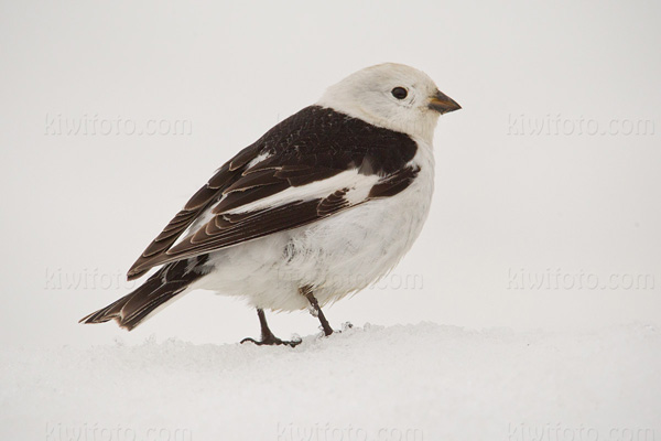 Snow Bunting Image @ Kiwifoto.com