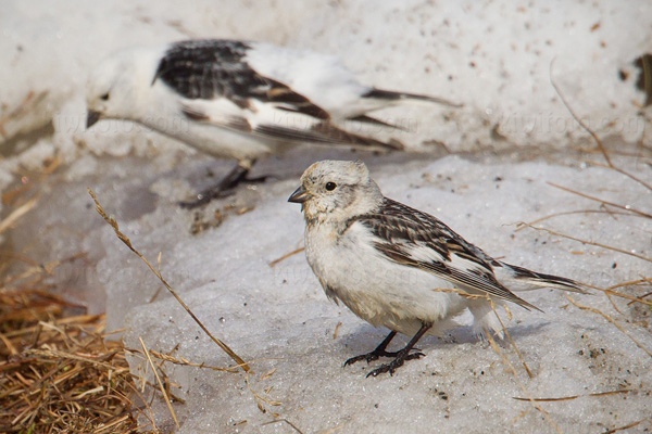 Snow Bunting Photo @ Kiwifoto.com