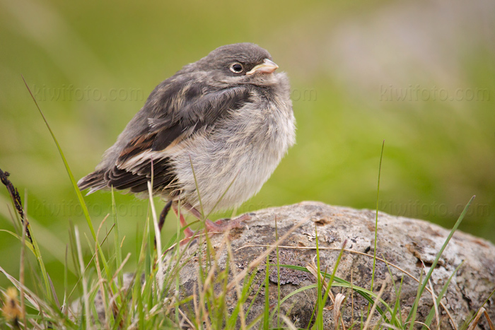 Snow Bunting Image @ Kiwifoto.com