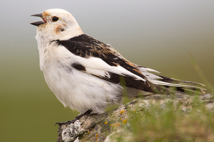 Snow Bunting Picture @ Kiwifoto.com