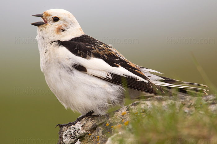 Snow Bunting Photo @ Kiwifoto.com