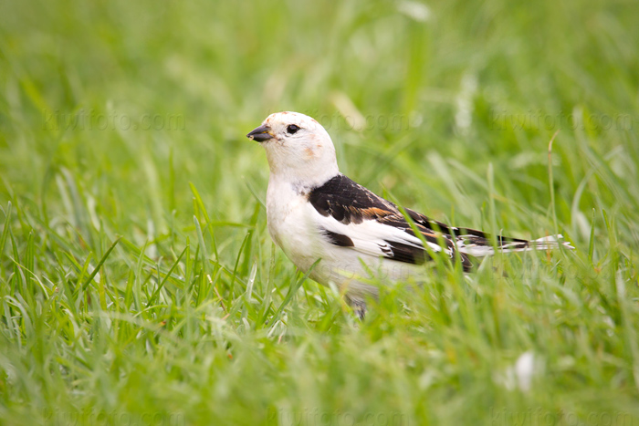 Snow Bunting Image @ Kiwifoto.com