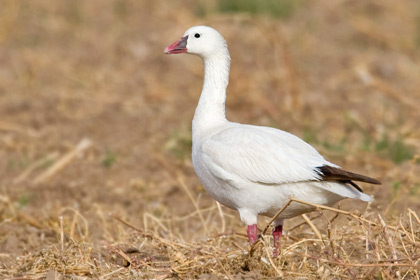 Snow Goose Picture @ Kiwifoto.com