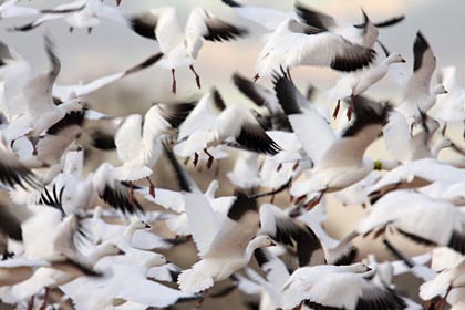 Snow Goose Photo @ Kiwifoto.com