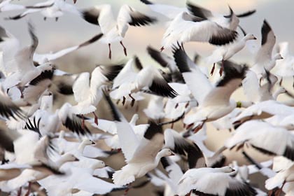 Snow Goose Picture @ Kiwifoto.com