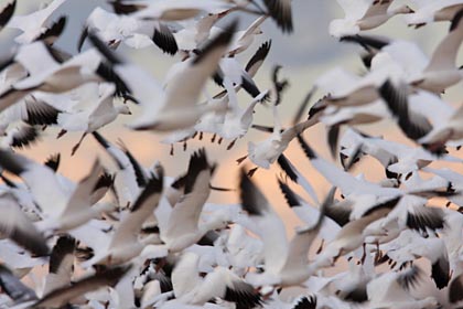 Snow Goose Image @ Kiwifoto.com