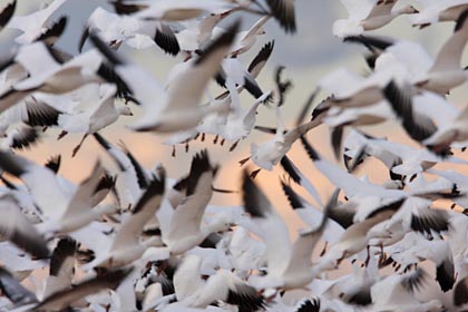 Snow Goose Picture @ Kiwifoto.com