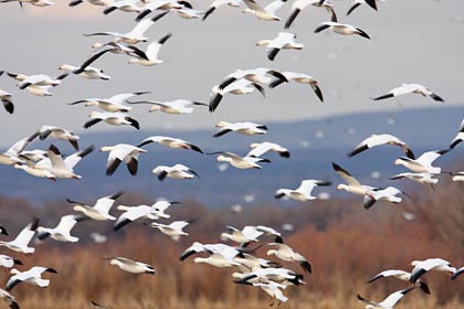 Snow Goose Image @ Kiwifoto.com