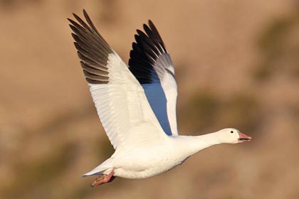 Snow Goose Image @ Kiwifoto.com