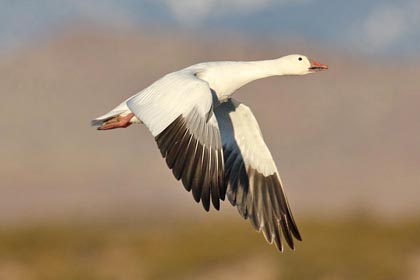 Snow Goose Photo @ Kiwifoto.com