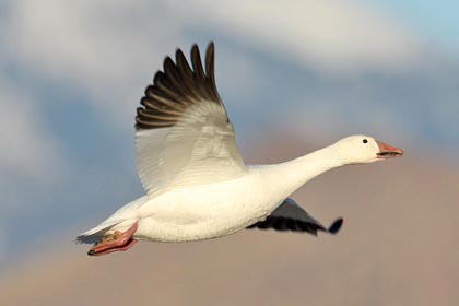 Snow Goose Picture @ Kiwifoto.com