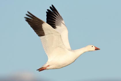 Snow Goose Picture @ Kiwifoto.com