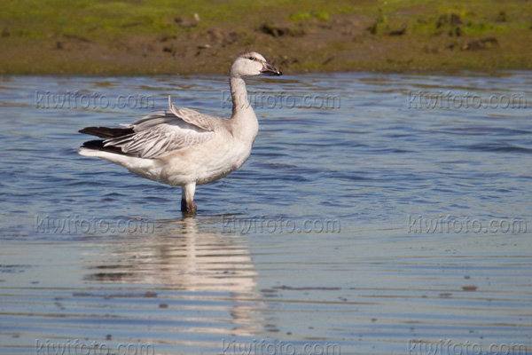 Snow Goose (juvenile)