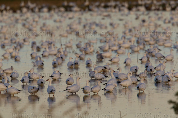 Ross's Goose (Ross's Goose and Snow Geese)