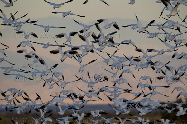 Snow Goose Image @ Kiwifoto.com