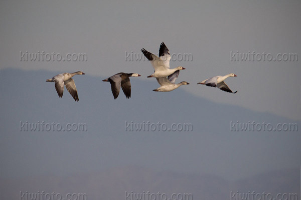 Snow Goose (Blue Morph Adult)