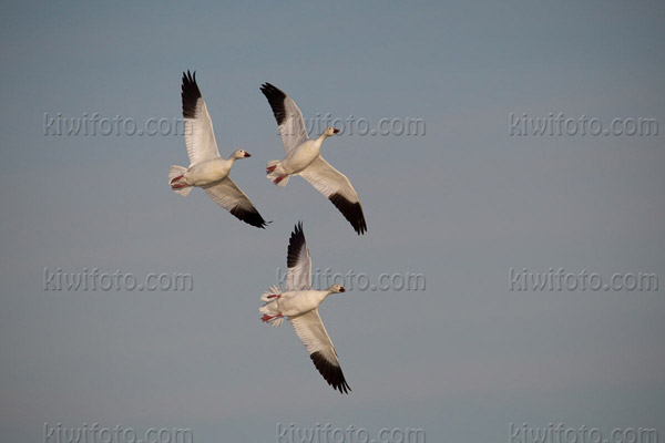 Snow Goose Image @ Kiwifoto.com