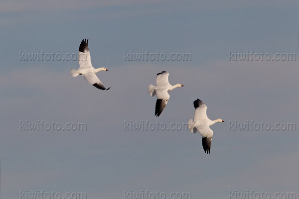 Snow Goose Photo @ Kiwifoto.com