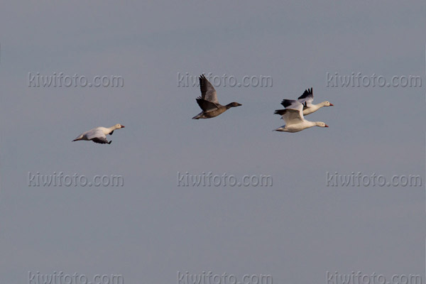 Snow Goose (Blue Morph juvenile)