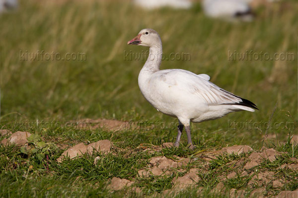 Snow Goose Image @ Kiwifoto.com