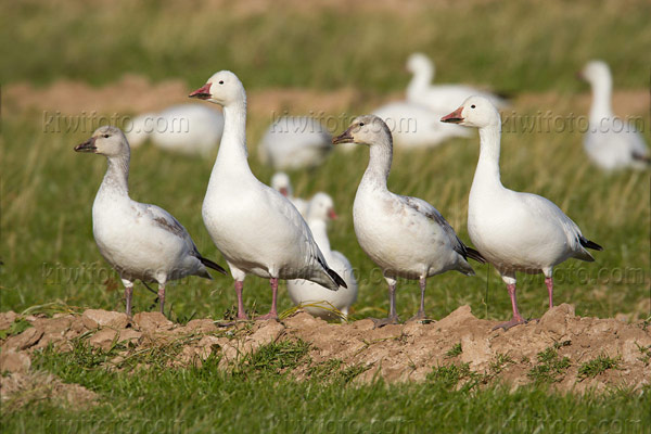 Snow Goose Photo @ Kiwifoto.com