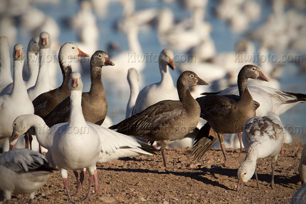 Snow Goose Photo @ Kiwifoto.com