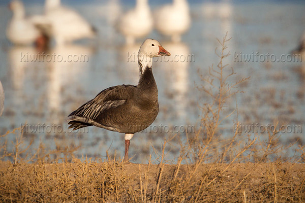 Snow Goose Picture @ Kiwifoto.com