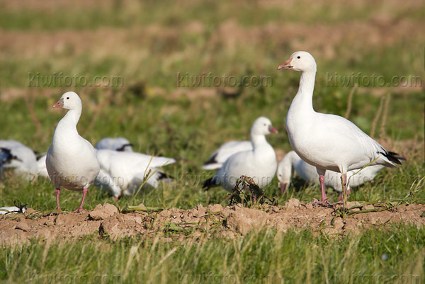 Ross's Goose (Snow Goose on right)