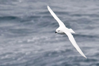 Snow Petrel Image @ Kiwifoto.com