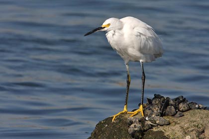 Snowy Egret Picture @ Kiwifoto.com