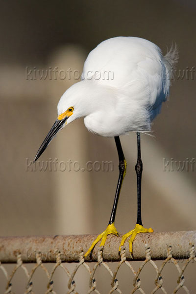 Snowy Egret Image @ Kiwifoto.com