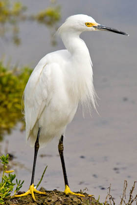 Snowy Egret Picture @ Kiwifoto.com