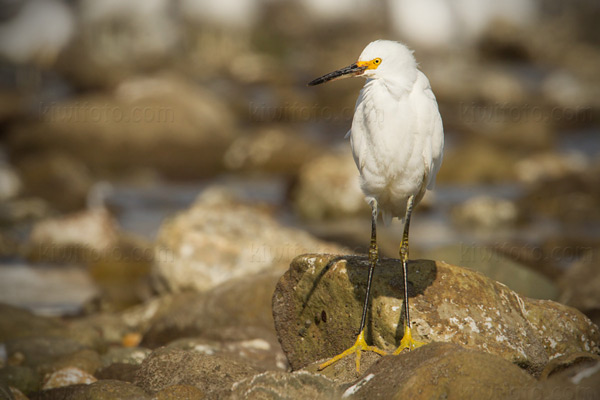 Snowy Egret Image @ Kiwifoto.com