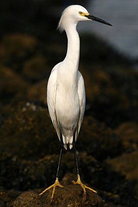 Snowy Egret Picture @ Kiwifoto.com