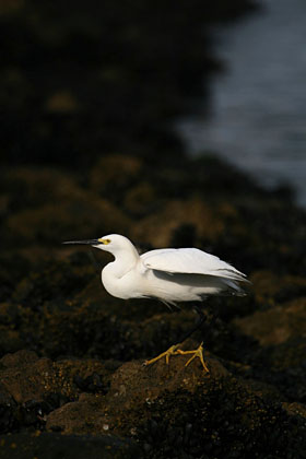 Snowy Egret Image @ Kiwifoto.com