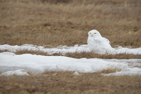 Snowy Owl