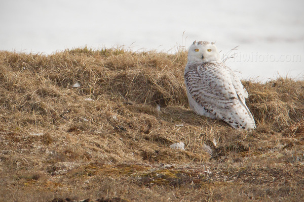 Snowy Owl Photo @ Kiwifoto.com