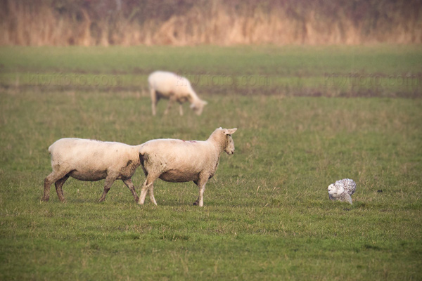 Snowy Owl Picture @ Kiwifoto.com