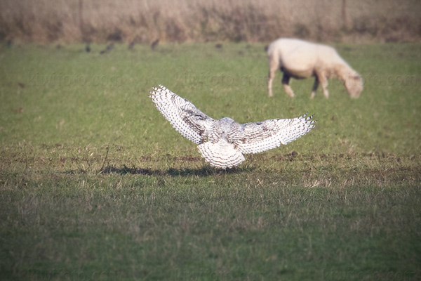 Snowy Owl Image @ Kiwifoto.com