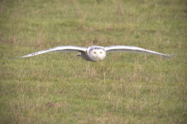 Snowy Owl Photo @ Kiwifoto.com